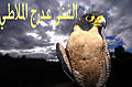 الصورة الرمزية عدرج الملاطي